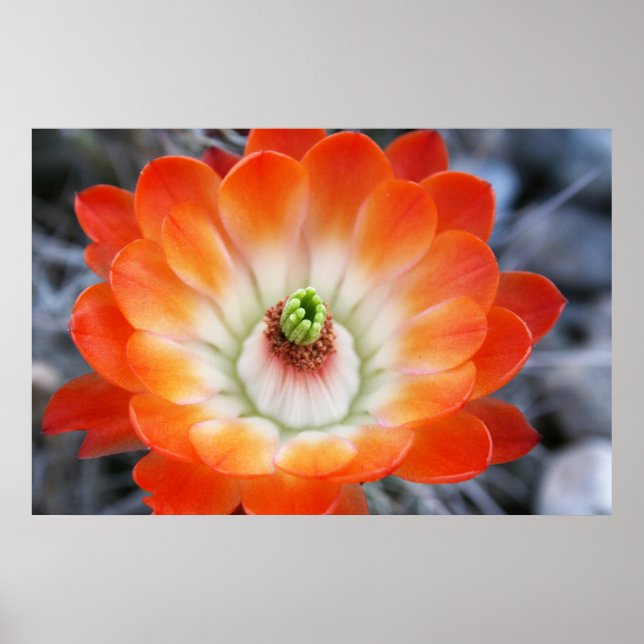 Orange Cactus Blume Poster (Vorne)