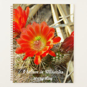 Orange Cactus Flower, le miracle du Nouveau-Mexiqu