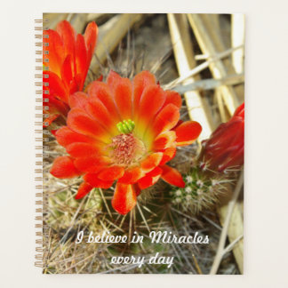 Orange Cactus Flower, le miracle du Nouveau-Mexiqu