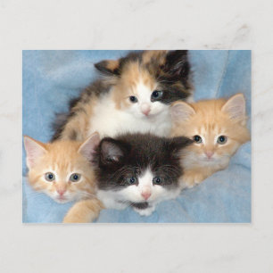 Orange, Calico und Schwarz/Weiße Kätzchen Postkart Postkarte