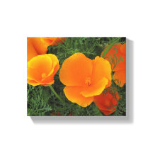 Orange California Blume