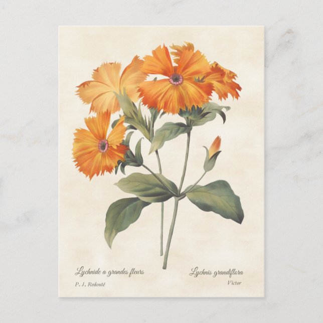 Orange Campion Vintag Botanische Illustration Postkarte (Vorderseite)