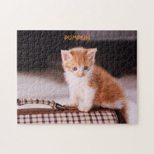 Orange cat auf einem Heimtierträger / Orange Kitte