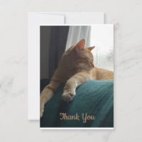 Orange Cat