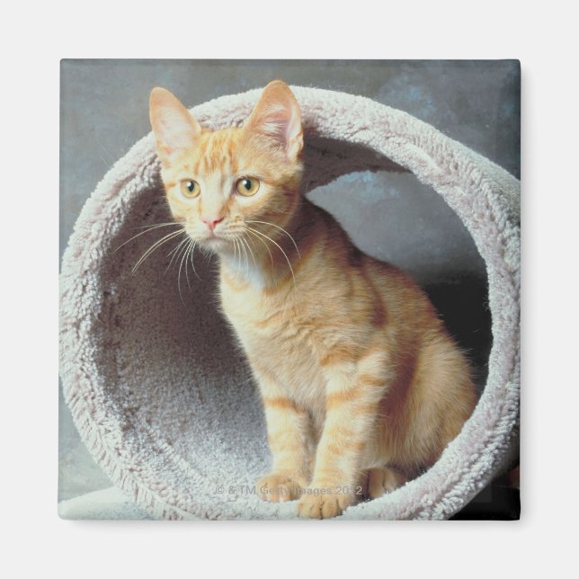 Orange Cat in Toy Magnet (Vorne)