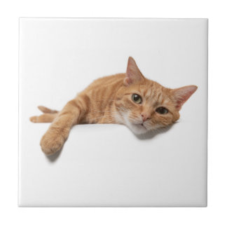 Orange Cat Lay Down Fliese