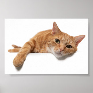 Orange Cat Lay Down Poster