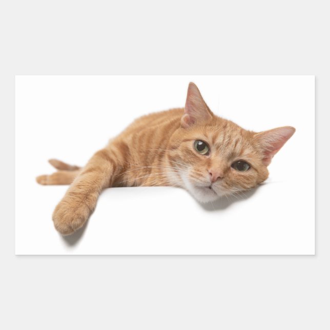 Orange Cat Lay Down Rechteckiger Aufkleber (Vorderseite)