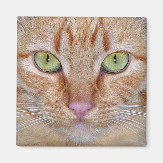 Orange Cat Magnet (Vorne)