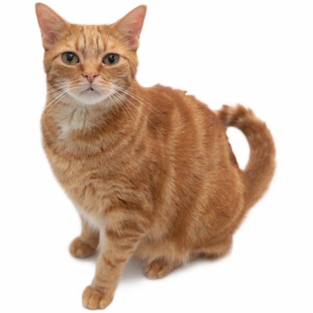 Orange Cat Standing Freistehende Fotoskulptur (Vorne)