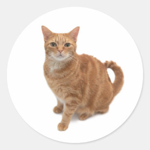 Orange Cat Stehend Runder Aufkleber