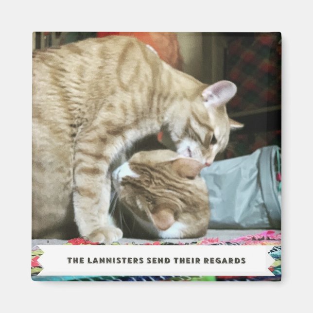 Orange Cats Magnet (Vorne)