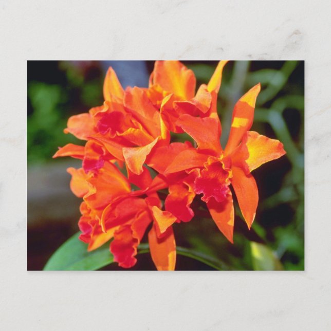 Orange Cattleya Blume Postkarte (Vorderseite)