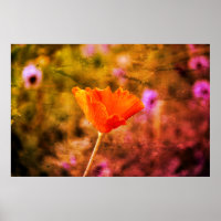 Orange-Chiffon-Mohn und -Wand