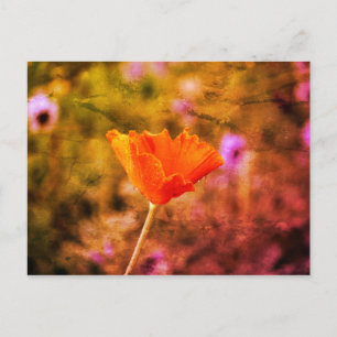 Orange-Chiffon-Mohn und -Wand Postkarte