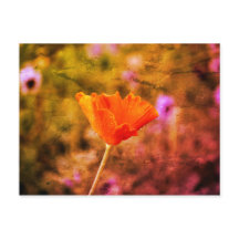 Orange-Chiffon-Mohn und -Wand