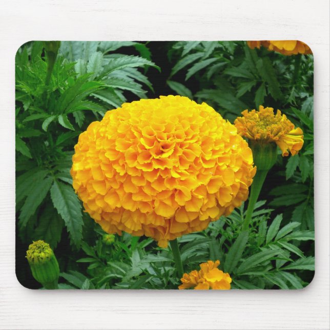 Orange Chrysanthemum Mousepad (Vorne)