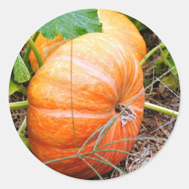 Orange Cinderella Pumpkin Runder Aufkleber (Vorderseite)