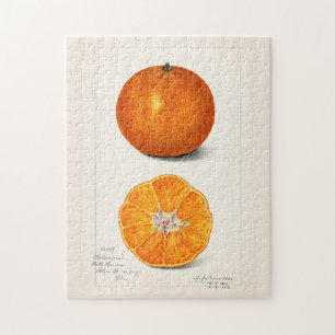 Orange (Citrus Sinensis) Frucht-Aquarellmalerei