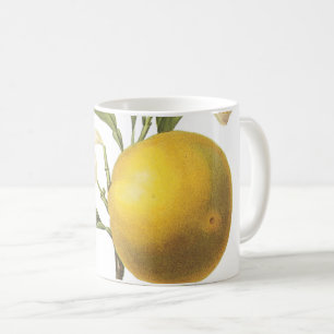 orange(Citrus sp.) von Redouté Coffee Tasse