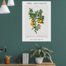 Orange Citrus Vintag Botanische Illustration