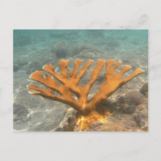 Orange Coral Postkarte