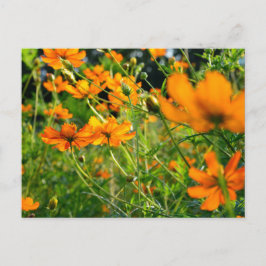 Orange Cosmos-Blume Postkarte