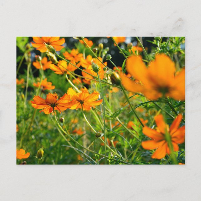 Orange Cosmos-Blume Postkarte (Vorderseite)