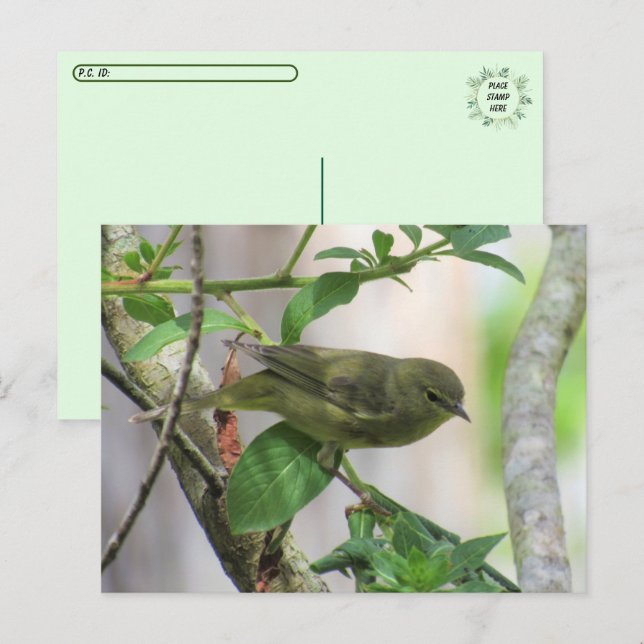 Orange-Crowned Warbler verschieben Postkarte (Vorne/Hinten)
