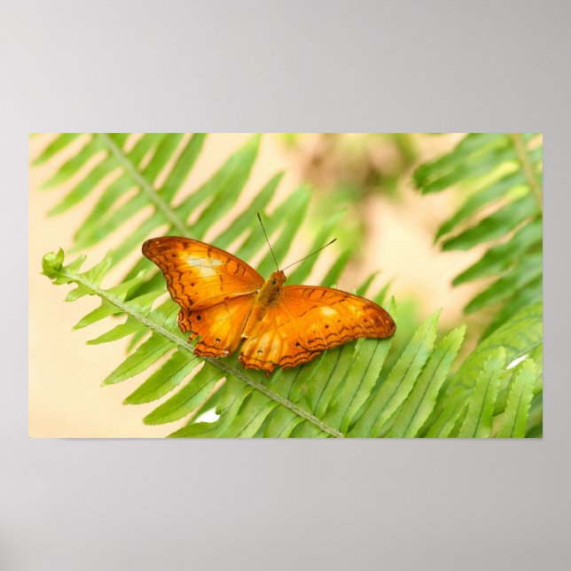 Orange Cruiser-Schmetterling-Poster Poster (Vorne)