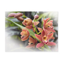 Orange Cymbidium Orchid Blume Postkarte