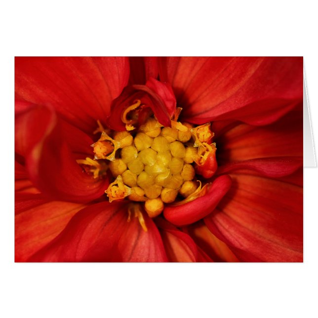 Orange Dahlia (Devant Horizontal)
