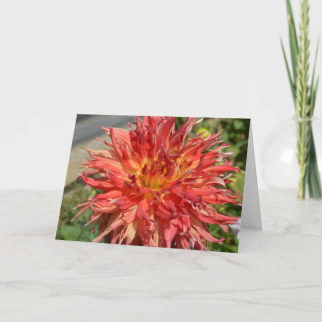 Orange dahlia auf einer Karte (Vorderseite)