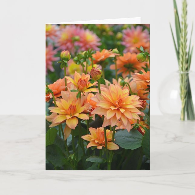 Orange dahlia Blume Grußkarte Karte (Vorderseite)