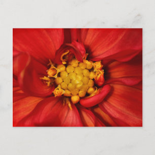 Orange Dahlia Blume Postkarte