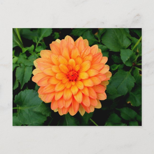 Orange Dahlia - Blume und Garten Postkarte (Vorderseite)