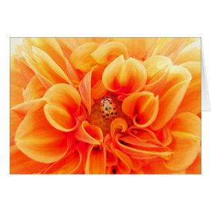 Orange Dahlia et Ladybug