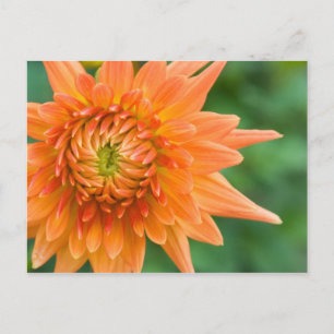 Orange Dahlia Postkarte