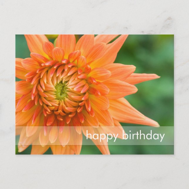 Orange Dahlia Postkarte (Vorderseite)
