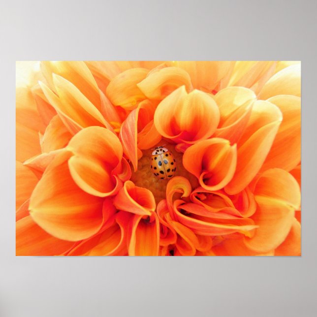Orange Dahlia und Ladybug Poster (Vorne)