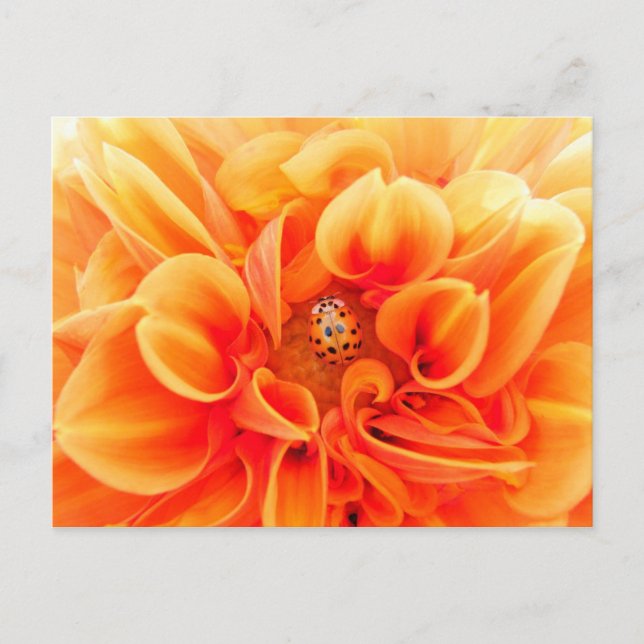 Orange Dahlia und Ladybug Postkarte (Vorderseite)