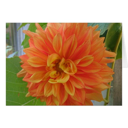 Orange Dahlie Karte