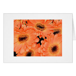 Orange Dahlien