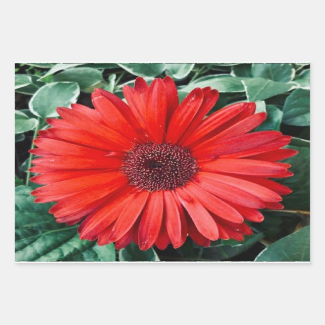 Orange Daisies Design Geschenkpapier Set (Vorderseite)