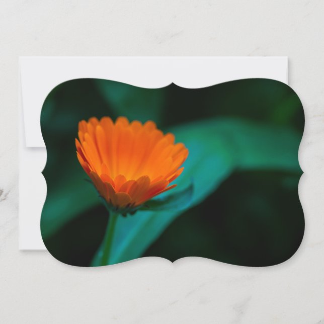 Orange daisy Blume (Vorderseite)