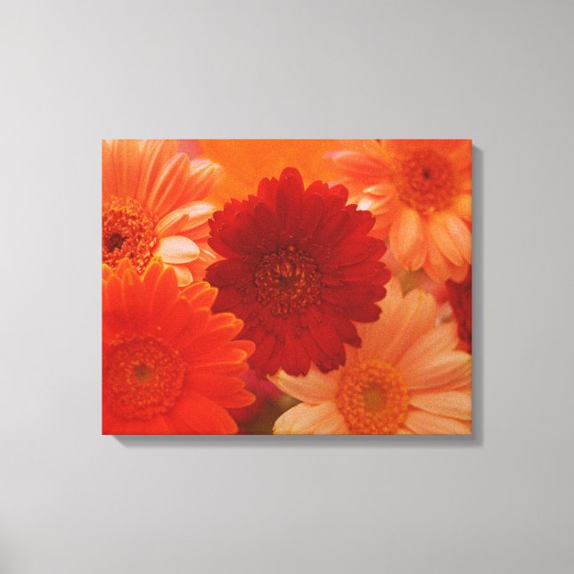Orange Daisy Blume Foto Leinwand Mauer Kunstdrucke (Vorderseite)