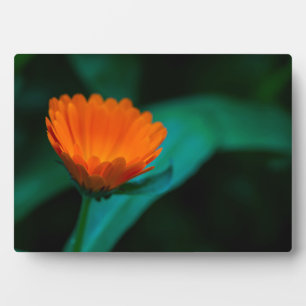 Orange daisy Blume Fotoplatte