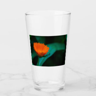 Orange daisy Blume Glas