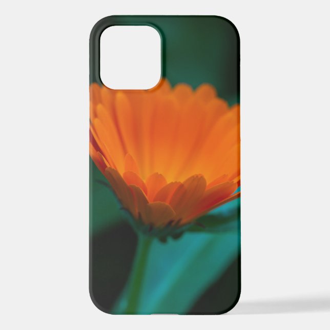 Orange daisy Blume iPhone 12 Hülle (Rückseite)