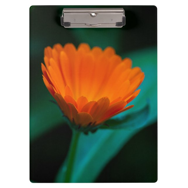 Orange daisy Blume Klemmbrett (Vorderseite)